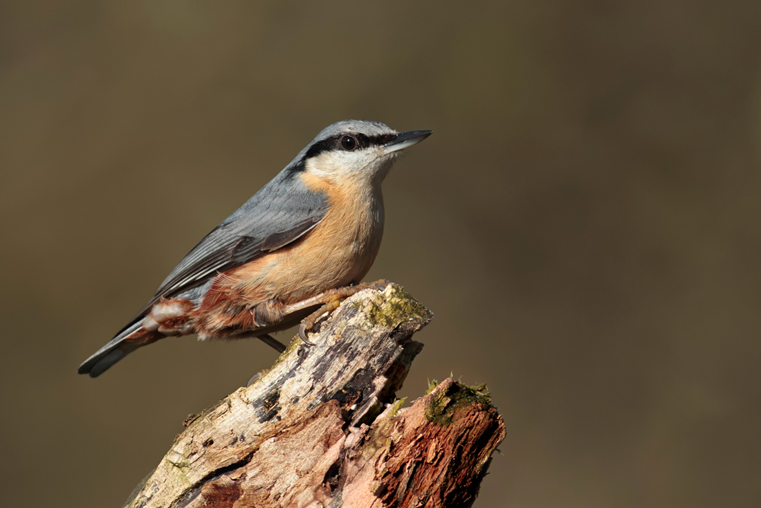 Nuthatch 7 